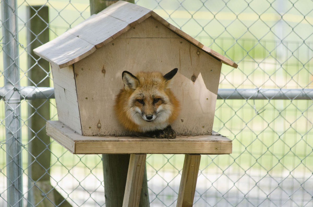 When there is a nest ^^ - Fox, Fyr, Milota, Birdhouse, Animals