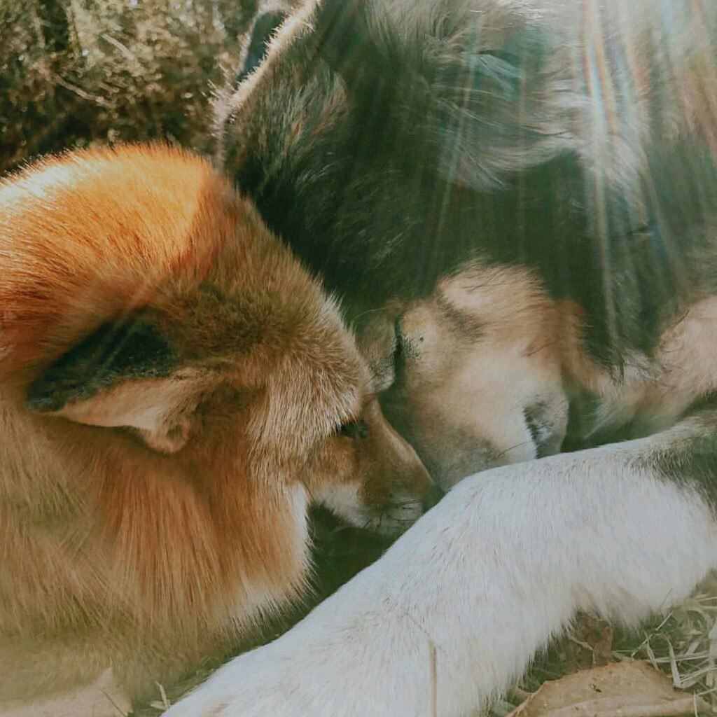 Such a different friendship ^^ - Fox, Fyr, Dog, friendship, Domestic fox, Animals