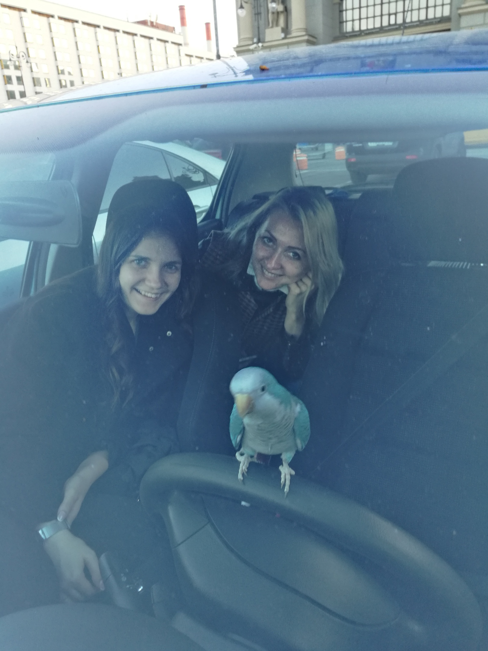 On a date with a parrot, a feathery driving (video), chicks, and strawberries with crab sticks - My, POLLY, , A parrot, Animals, Date, Friday, Behind the wheel, Video, Longpost