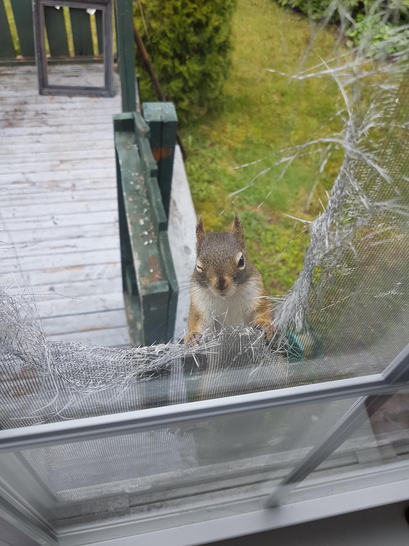 This little bastard couldn't reach the bird feeder and tore my whole mesh - The photo, Squirrel, Window, Net