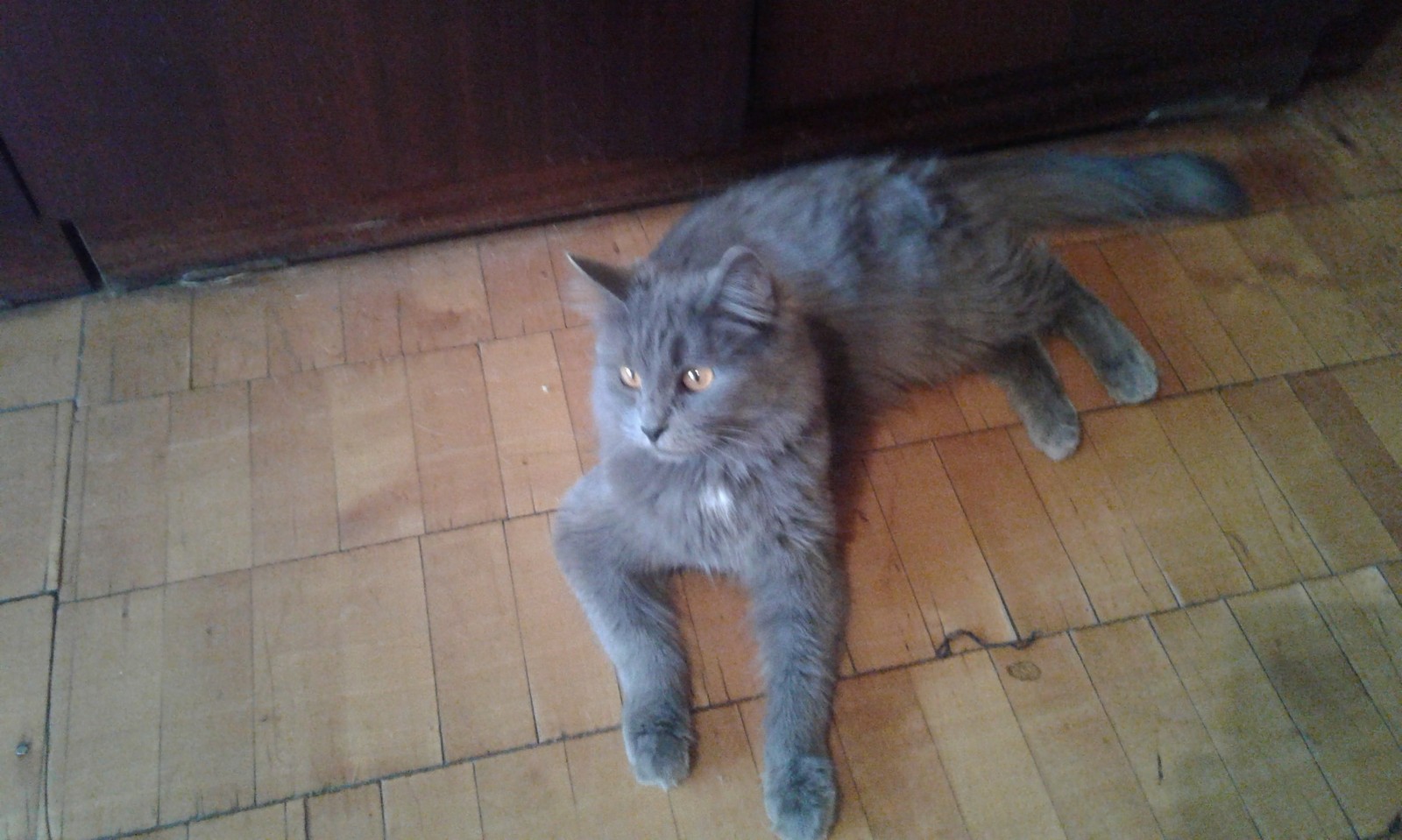 I will give a cat in good hands in Nizhny Novgorod! - Pets, , cat