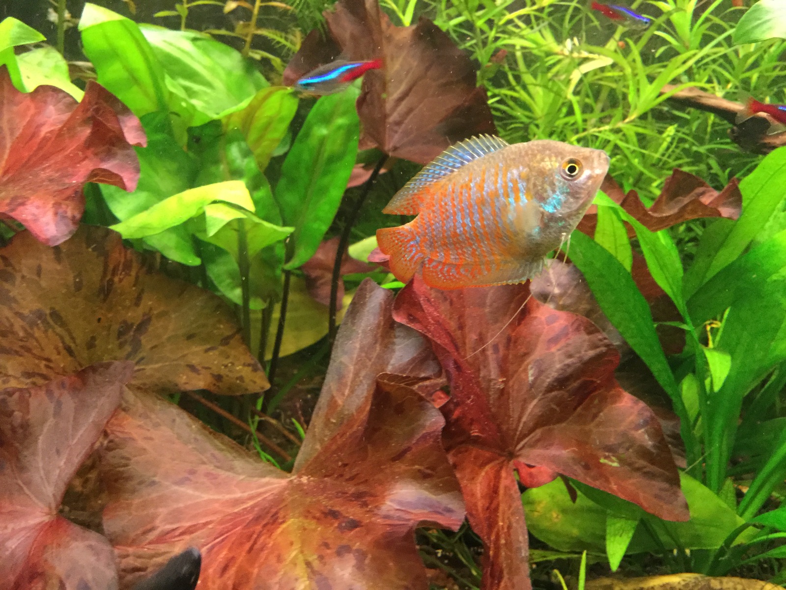 home aquarium - My, Aquarium, Pets, Longpost