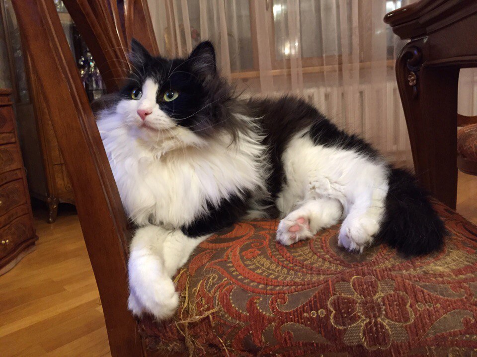 Thick, arrogant, fluffy - My, My, cat, Milota, Longpost