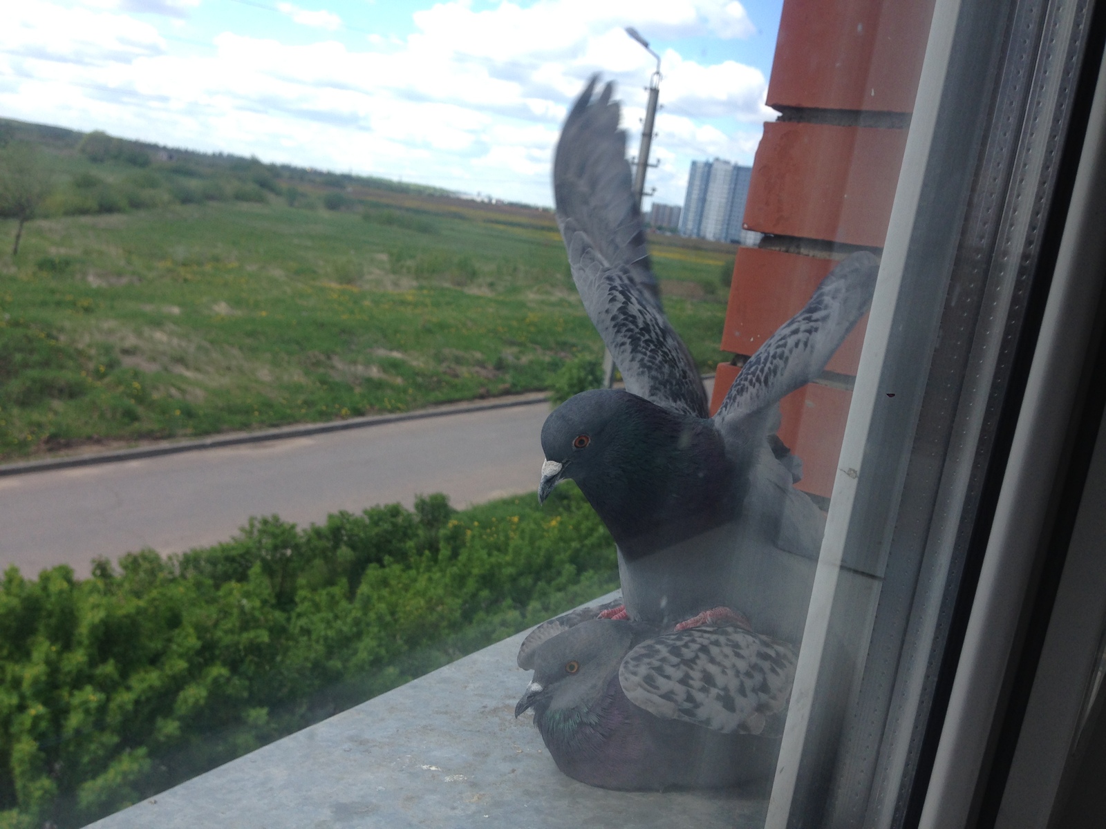 Птица в окно врезалась примета
