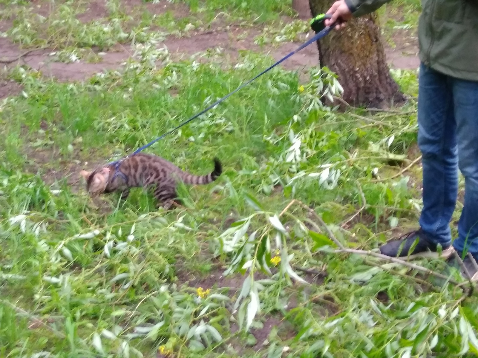 Just a Bengal cat walking his human - My, cat, Walk, Master