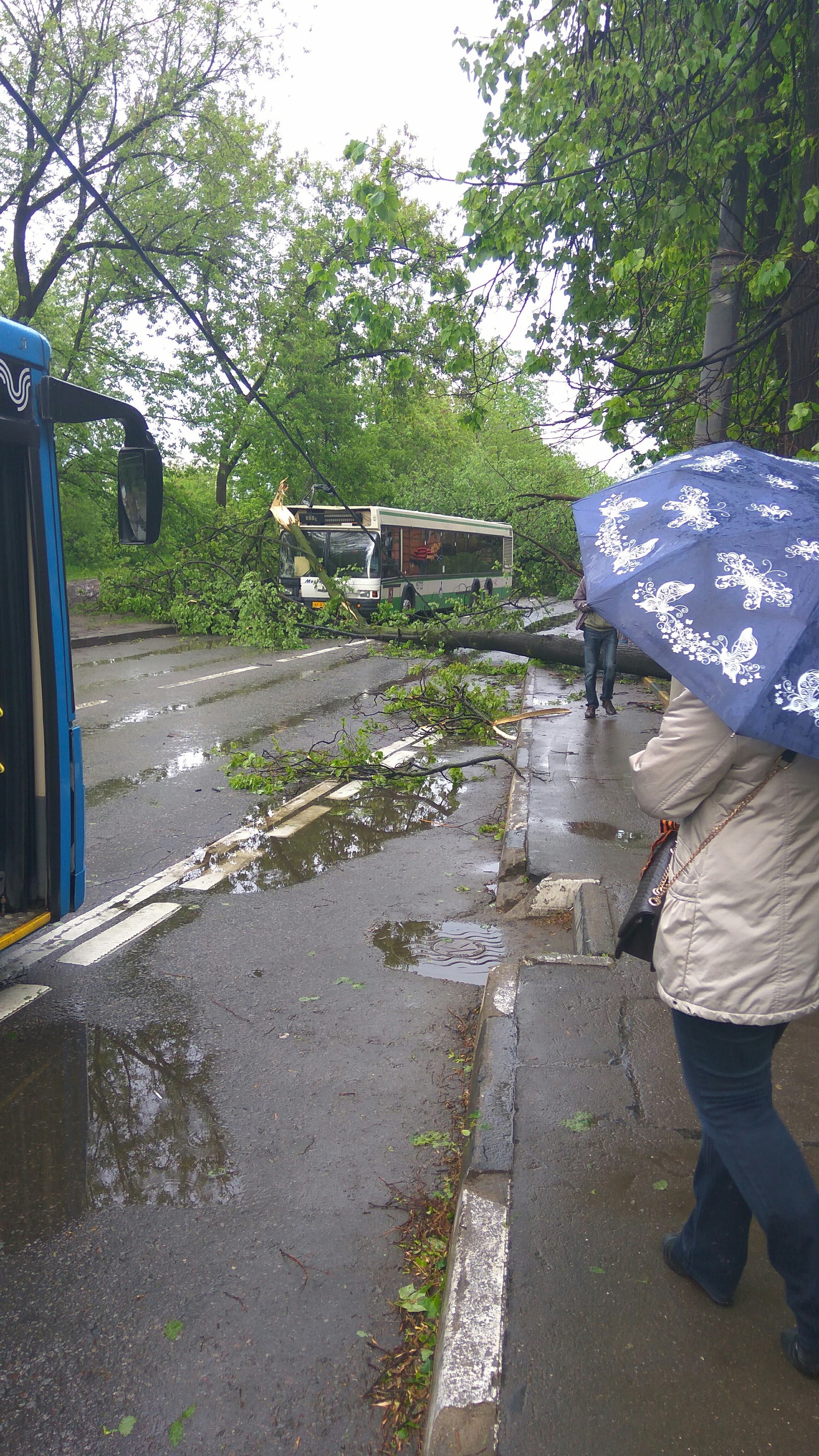 Тем временем в Москве..(Рябиновая улица,недалеко от Вест Плаза и Выхино). - Моё, Штормовое предупреждение, Дерево, Длиннопост