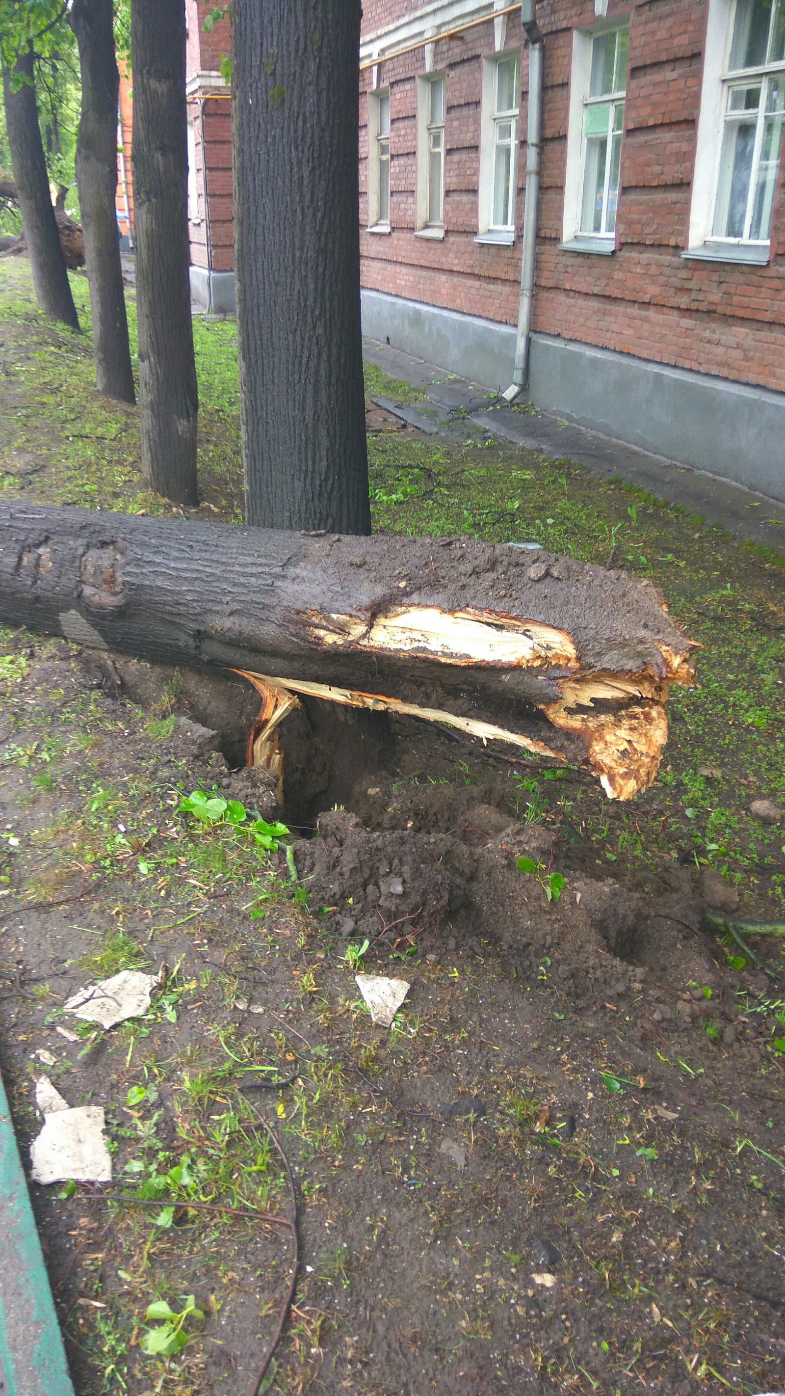 Тем временем в Москве..(Рябиновая улица,недалеко от Вест Плаза и Выхино). - Моё, Штормовое предупреждение, Дерево, Длиннопост