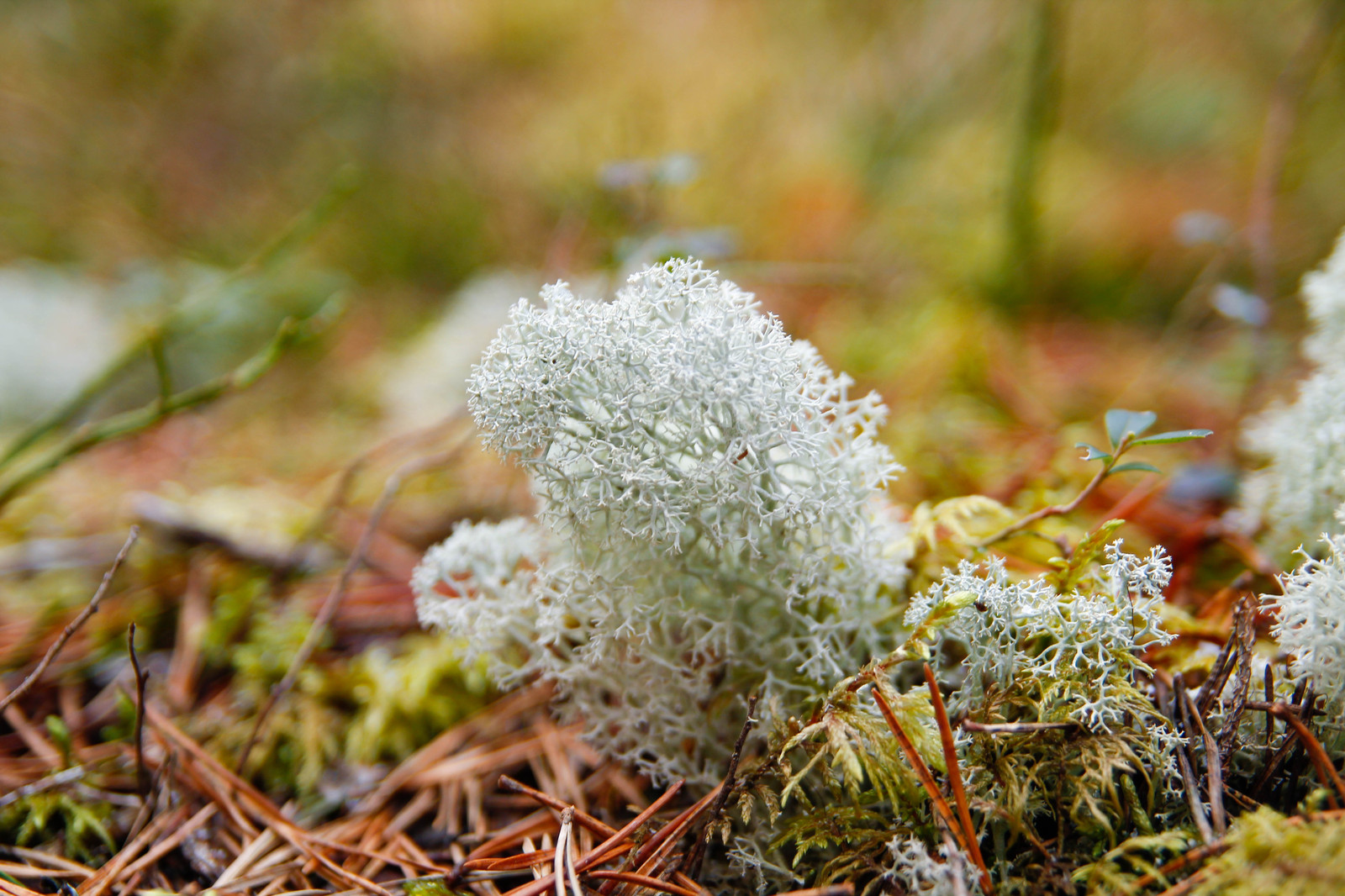 Estonia Viru Raba - My, , Canon, Estonia, Forest, The photo