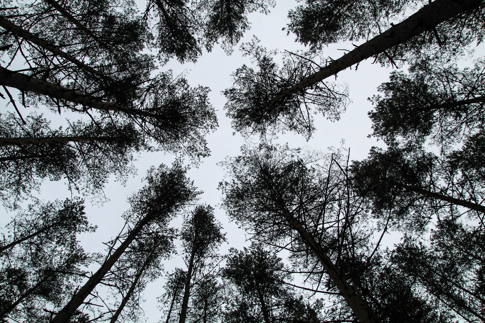 Estonia Viru Raba - My, , Canon, Estonia, Forest, The photo