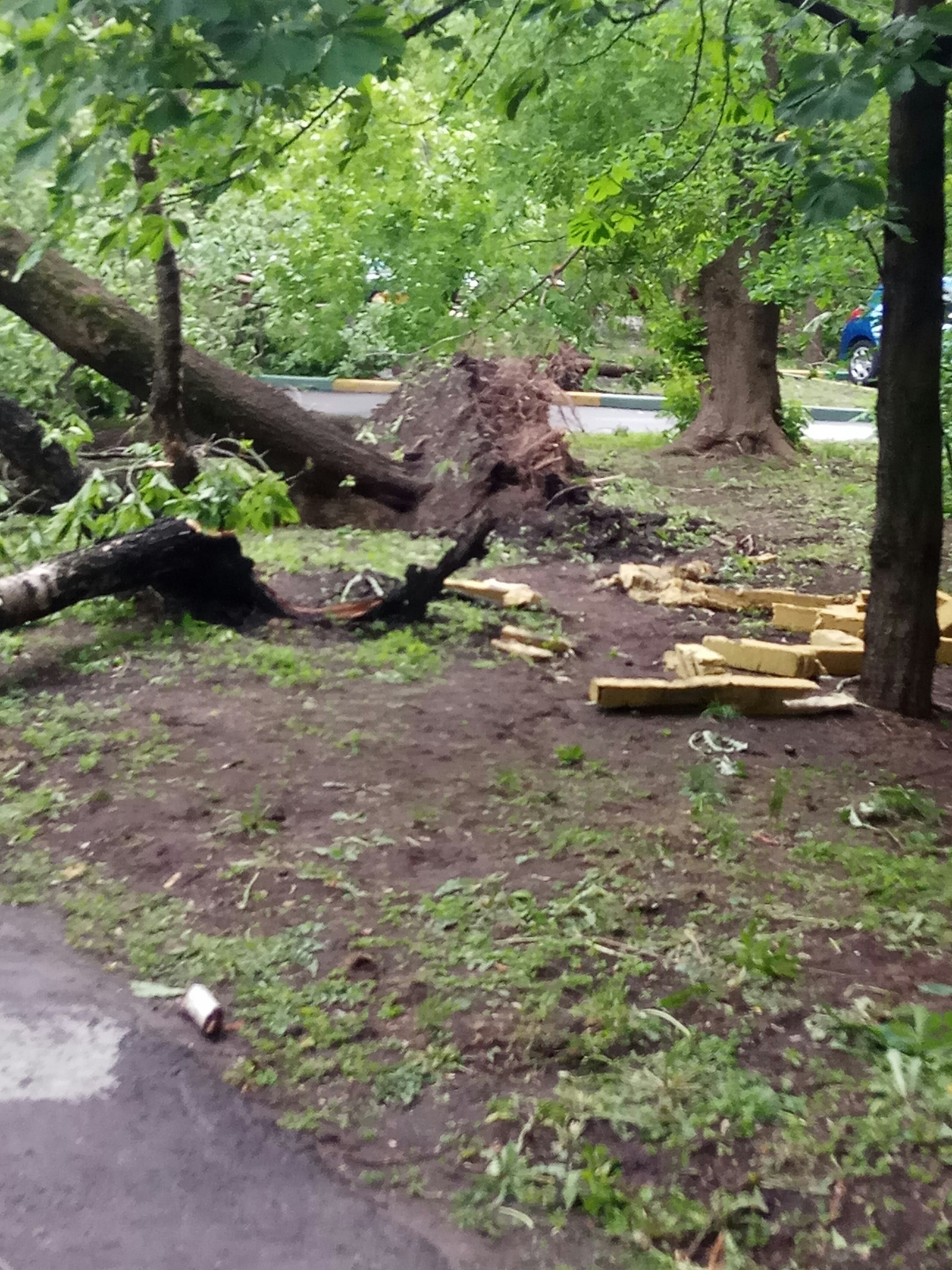 Consequences of bad weather in Moscow - My, Hurricane, Nature, Longpost