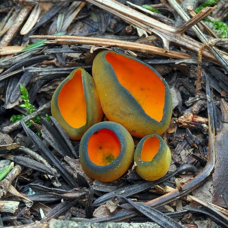 The wonderful world of mushrooms - Mushrooms, Nature, beauty, The photo, Longpost, A selection