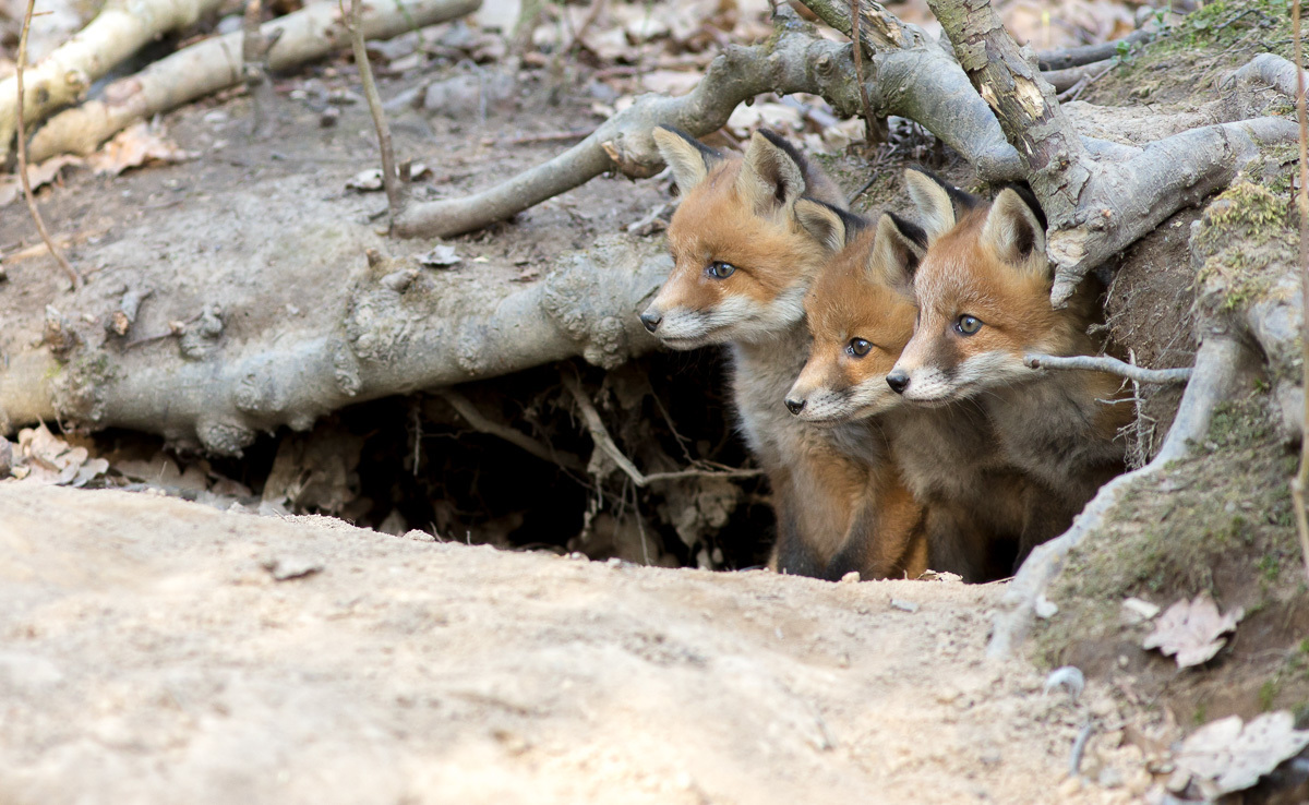 About old banners - My, Fox, foxes, Wild animals, Saint Petersburg, Nature, The photo