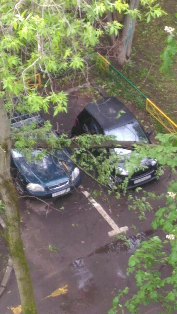 Consequences of the hurricane, Moscow, SVAO - Hurricane, Moscow, Longpost