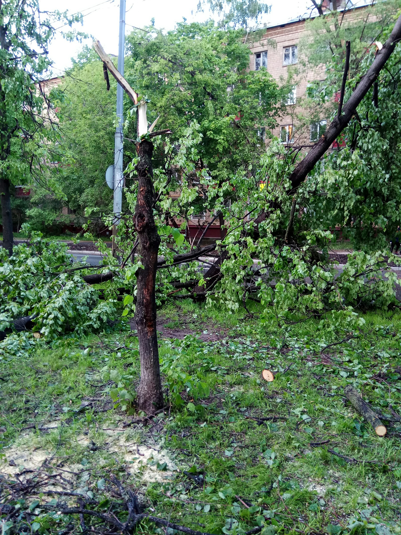 Hurricane in MoscowA selection of photos of the past hurricane in Moscow - Hurricane Matthew, Hurricane, Tree, Wind, Storm, Longpost