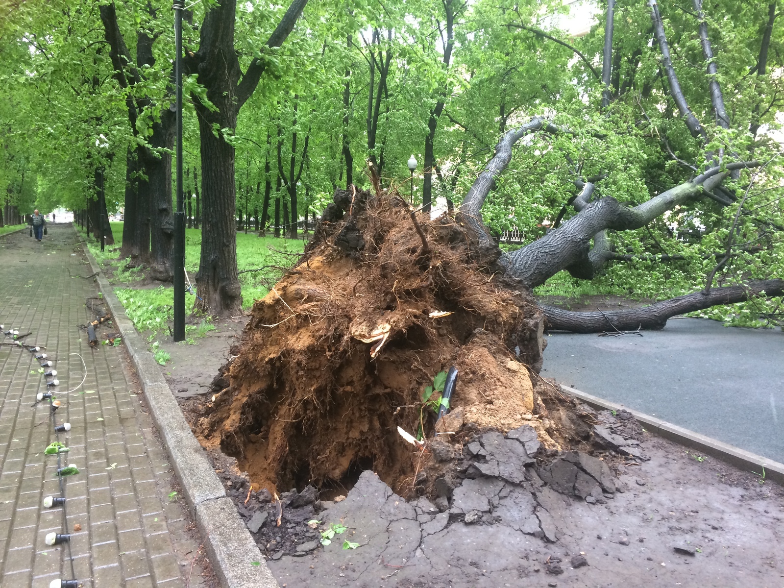 Страшный Ураган в Москве. Упало дерево на трамвайные пути 15:42 | Пикабу