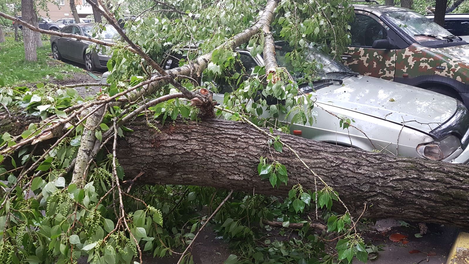 Consequences of a strong wind Moscow 16-20 - My, Wind, Tree, Hurricane, Longpost