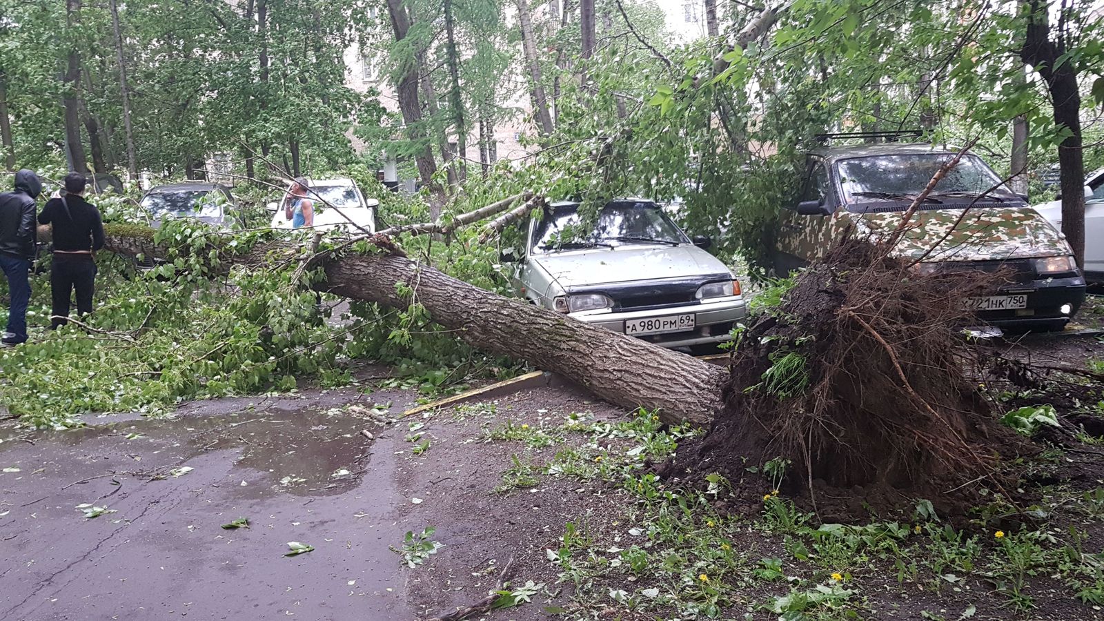 Consequences of a strong wind Moscow 16-20 - My, Wind, Tree, Hurricane, Longpost