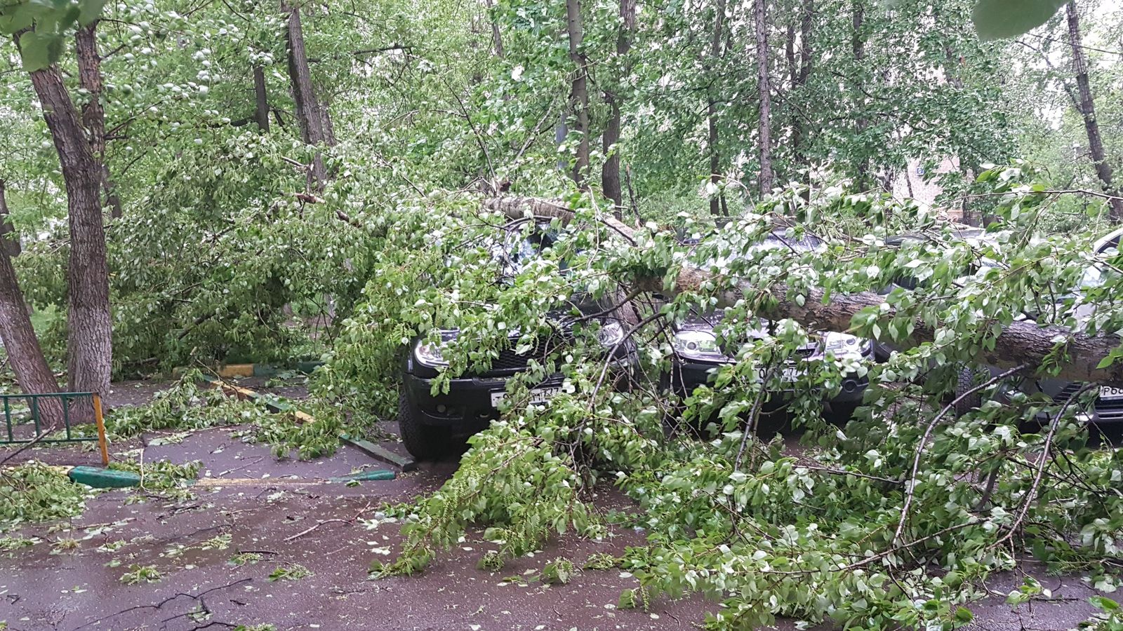 Consequences of a strong wind Moscow 16-20 - My, Wind, Tree, Hurricane, Longpost