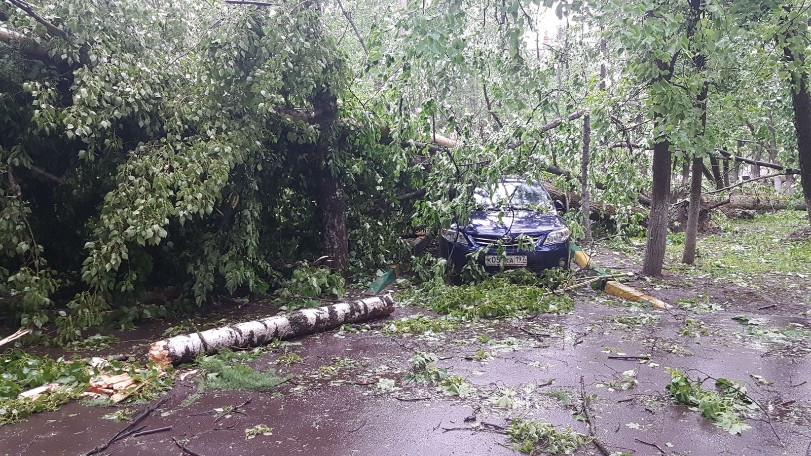 Consequences of a strong wind Moscow 16-20 - My, Wind, Tree, Hurricane, Longpost