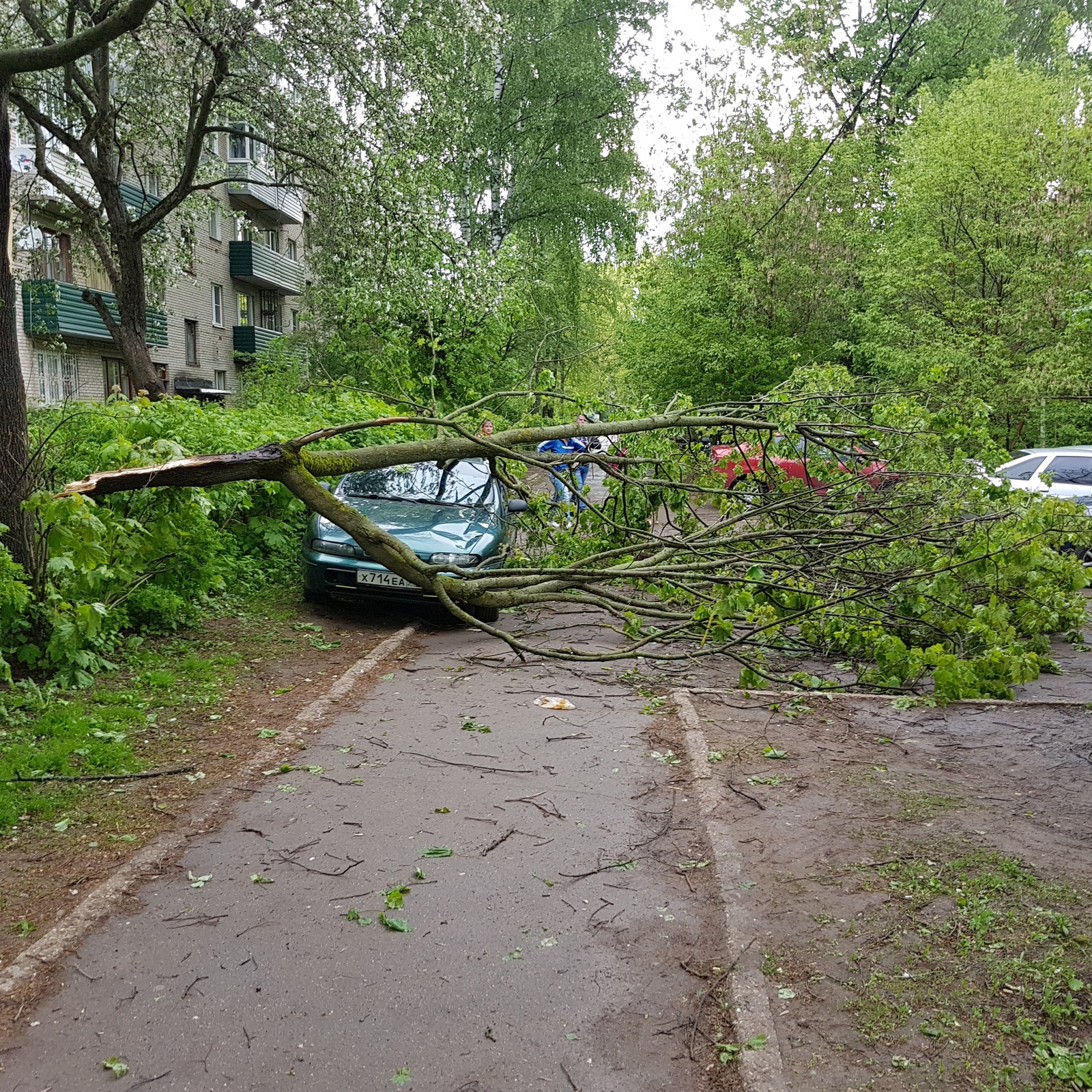 Ураган, соседи в слезах. - Моё, Ураган, Дерево