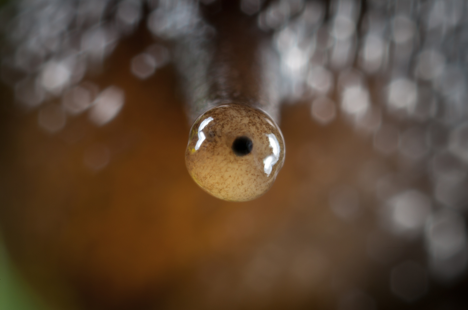 It looks like the eye of an ordinary snail - My, Macro, Snail, Eyes, Macro photography