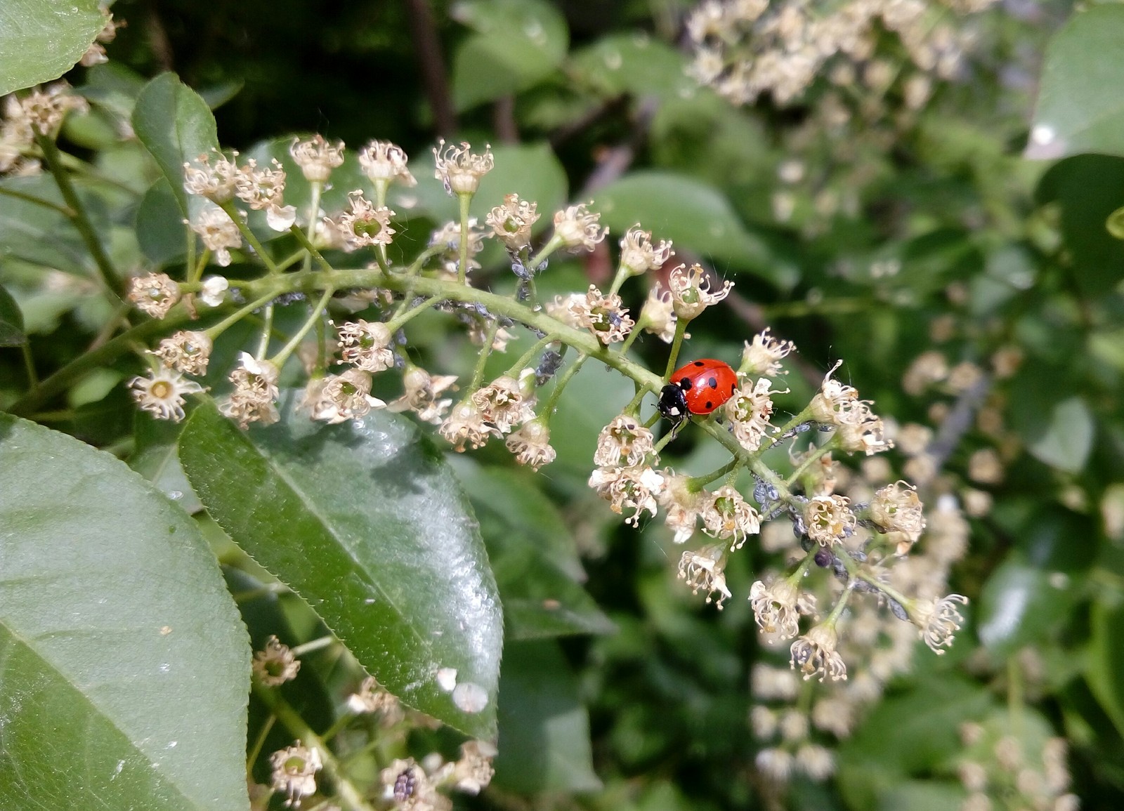 Om yum yum - My, ladybug, 