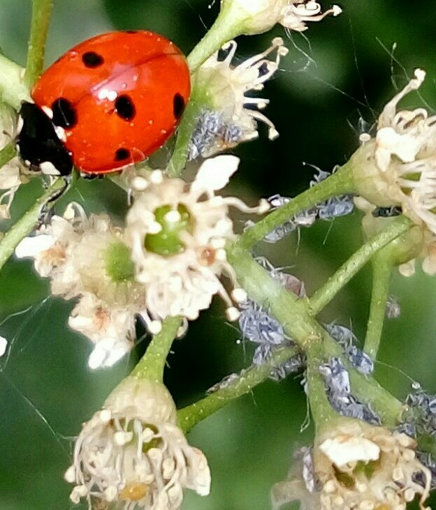 Om yum yum - My, ladybug, 