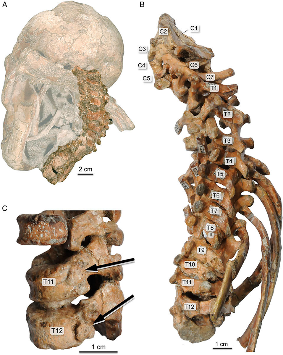 Древнейшая... спинка. Найден позвоночник австралопитека - Антропогенез, Антропогенез ру, Australopithecus afarensis, Австралопитеки, Археологические находки, Наука, Длиннопост