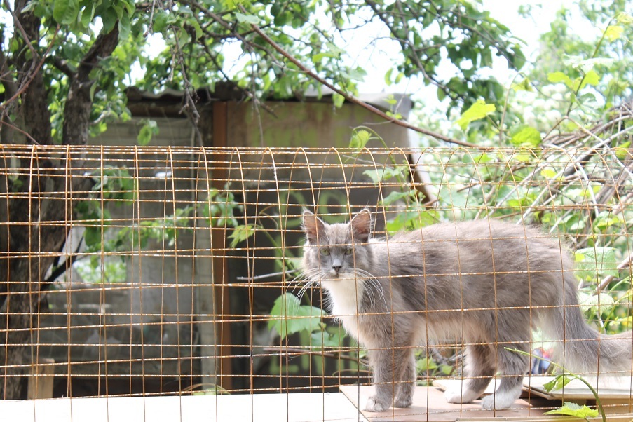 Мой личный Котоленд 78 - Моё, Кот, Приют, Липецк, Помощь, Доброта, Котоленд, Длиннопост, Приют Котоленд