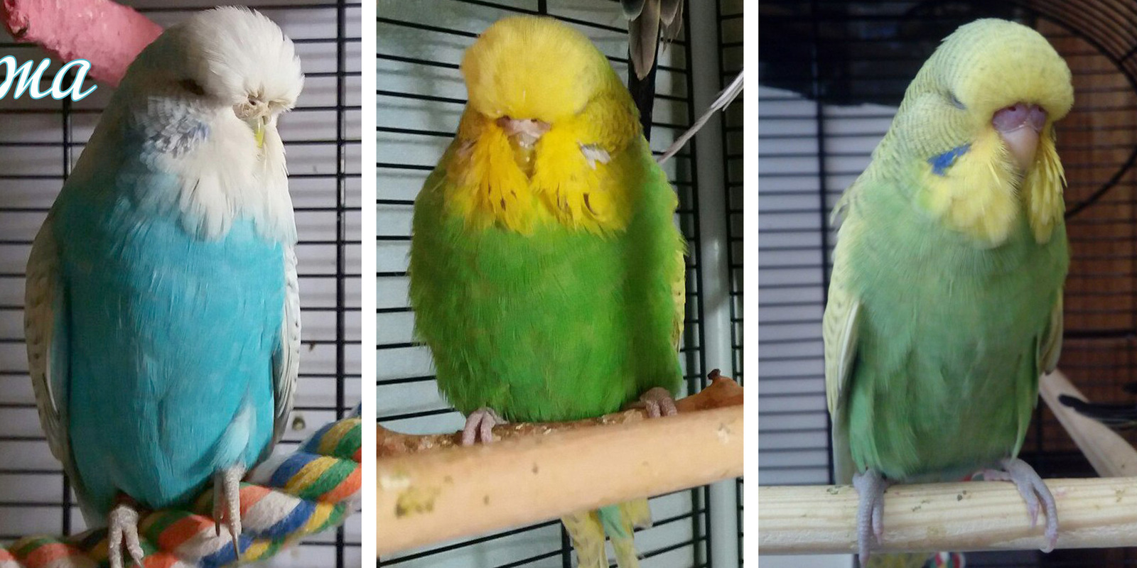 Creating a Pair of Budgerigars - My, Budgies, Pair, , Parovka, , Czechs, , Video, Longpost