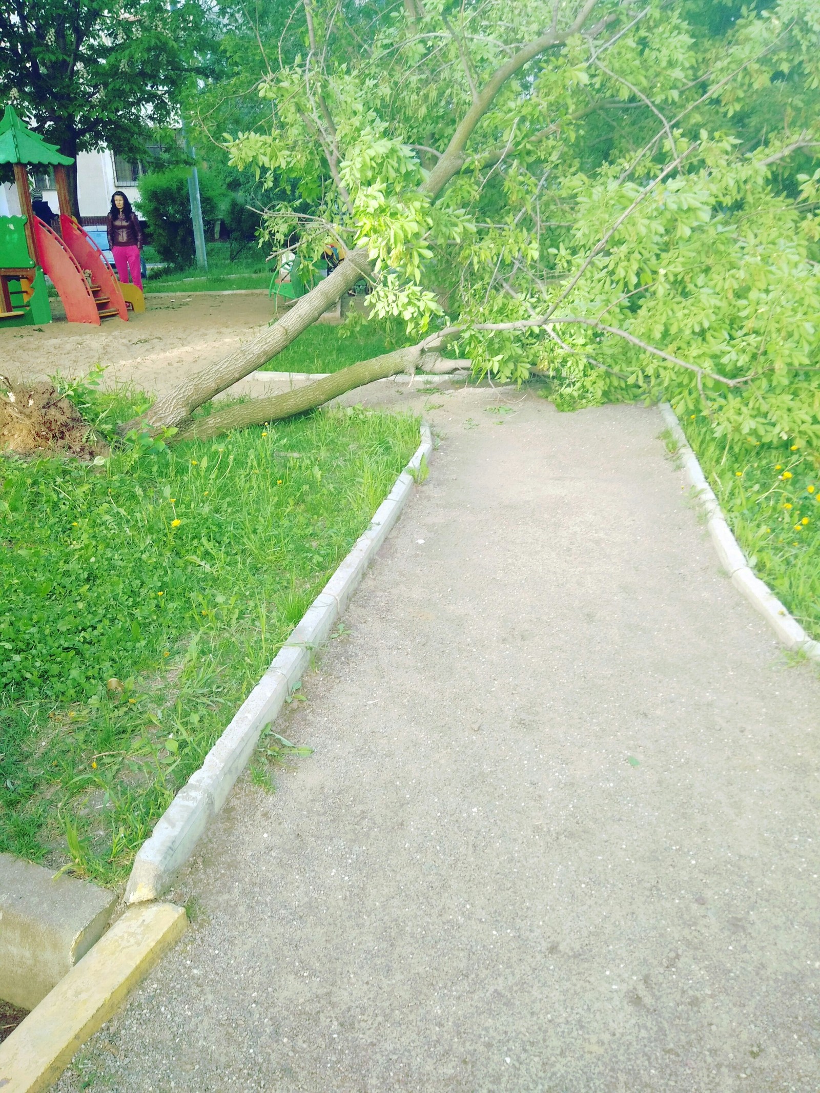 Ураган - Моё, Дерево, Москва, Ураган, ЖКХ