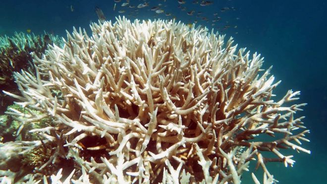 Nearly a third of the Great Barrier Reef's corals died in 2016 - news, A fish, Nature, Global warming, Longpost, Biology, The science