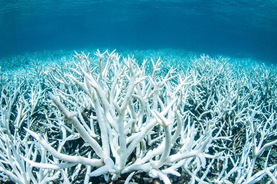 Nearly a third of the Great Barrier Reef's corals died in 2016 - news, A fish, Nature, Global warming, Longpost, Biology, The science