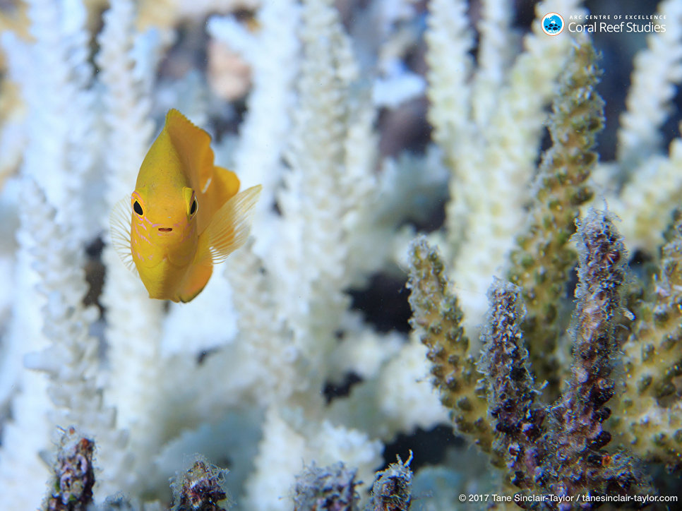 Nearly a third of the Great Barrier Reef's corals died in 2016 - news, A fish, Nature, Global warming, Longpost, Biology, The science