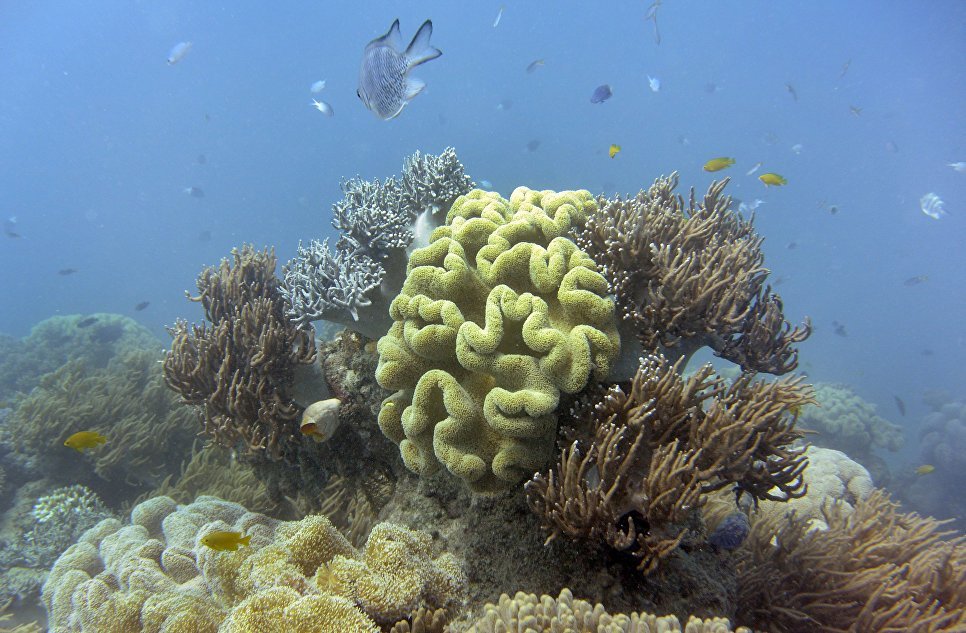 Nearly a third of the Great Barrier Reef's corals died in 2016 - news, A fish, Nature, Global warming, Longpost, Biology, The science