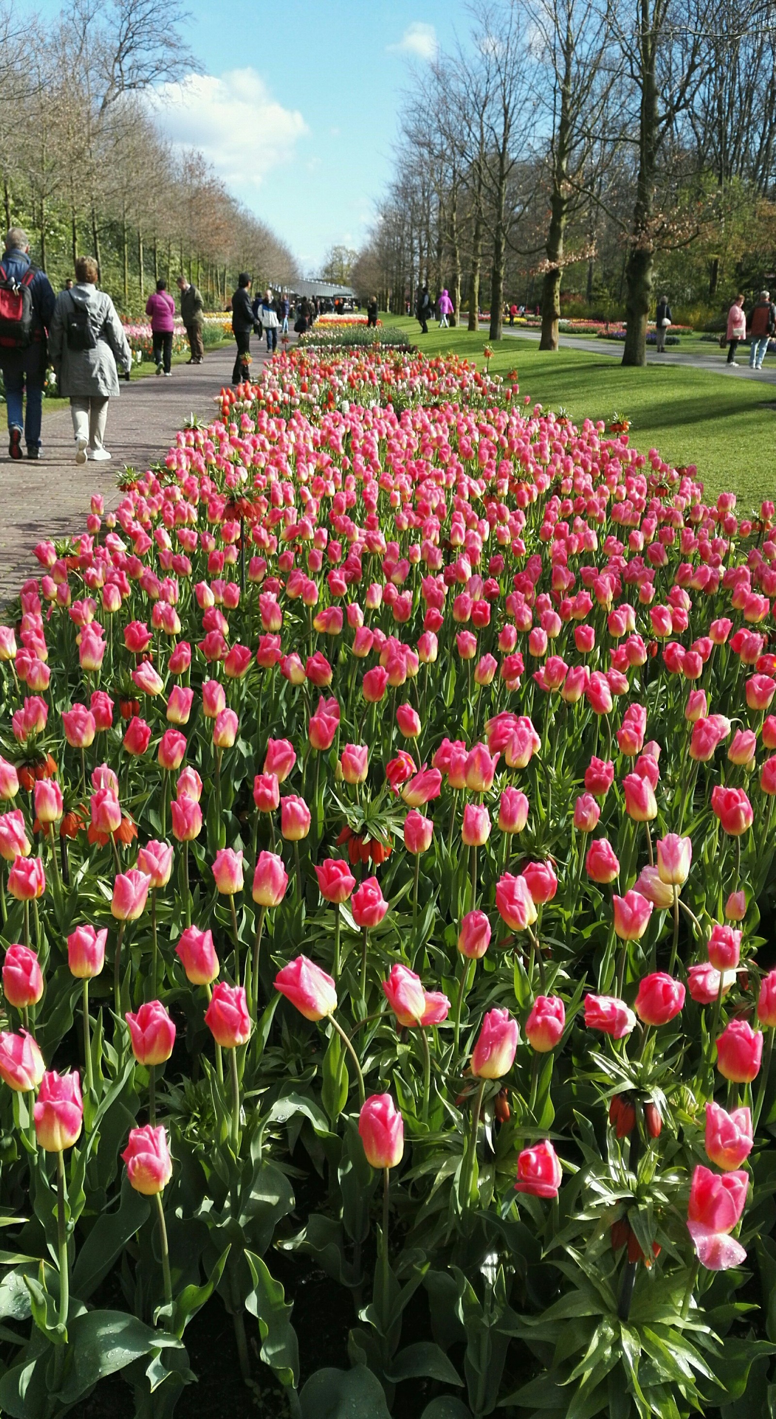 Flower Park Holland 2017 - My, The park, Holland, Longpost, Netherlands (Holland)