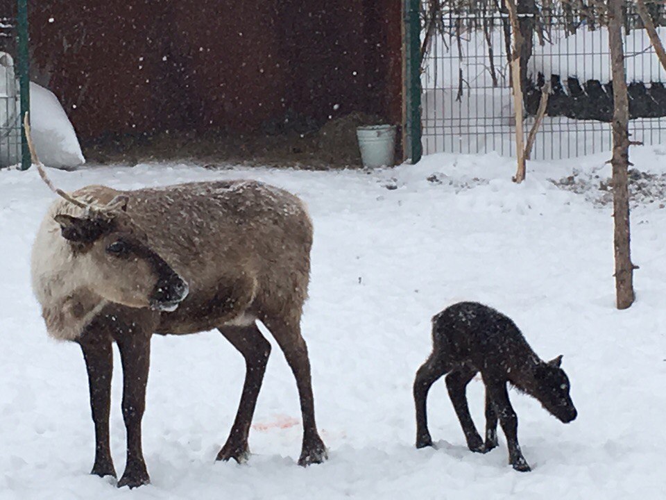 Newborn baby reindeer - My, YaNAO, New Urengoy, , Spring, May, Birth, Longpost, Fawn