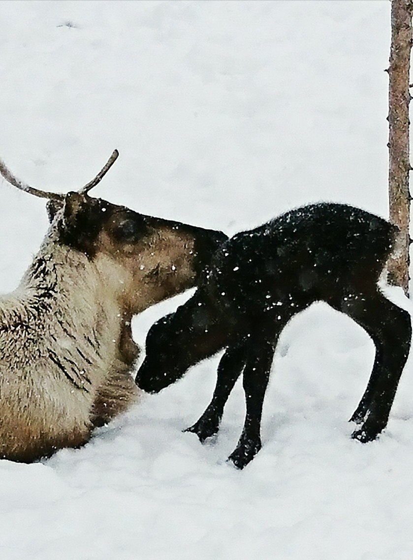 Newborn baby reindeer - My, YaNAO, New Urengoy, , Spring, May, Birth, Longpost, Fawn