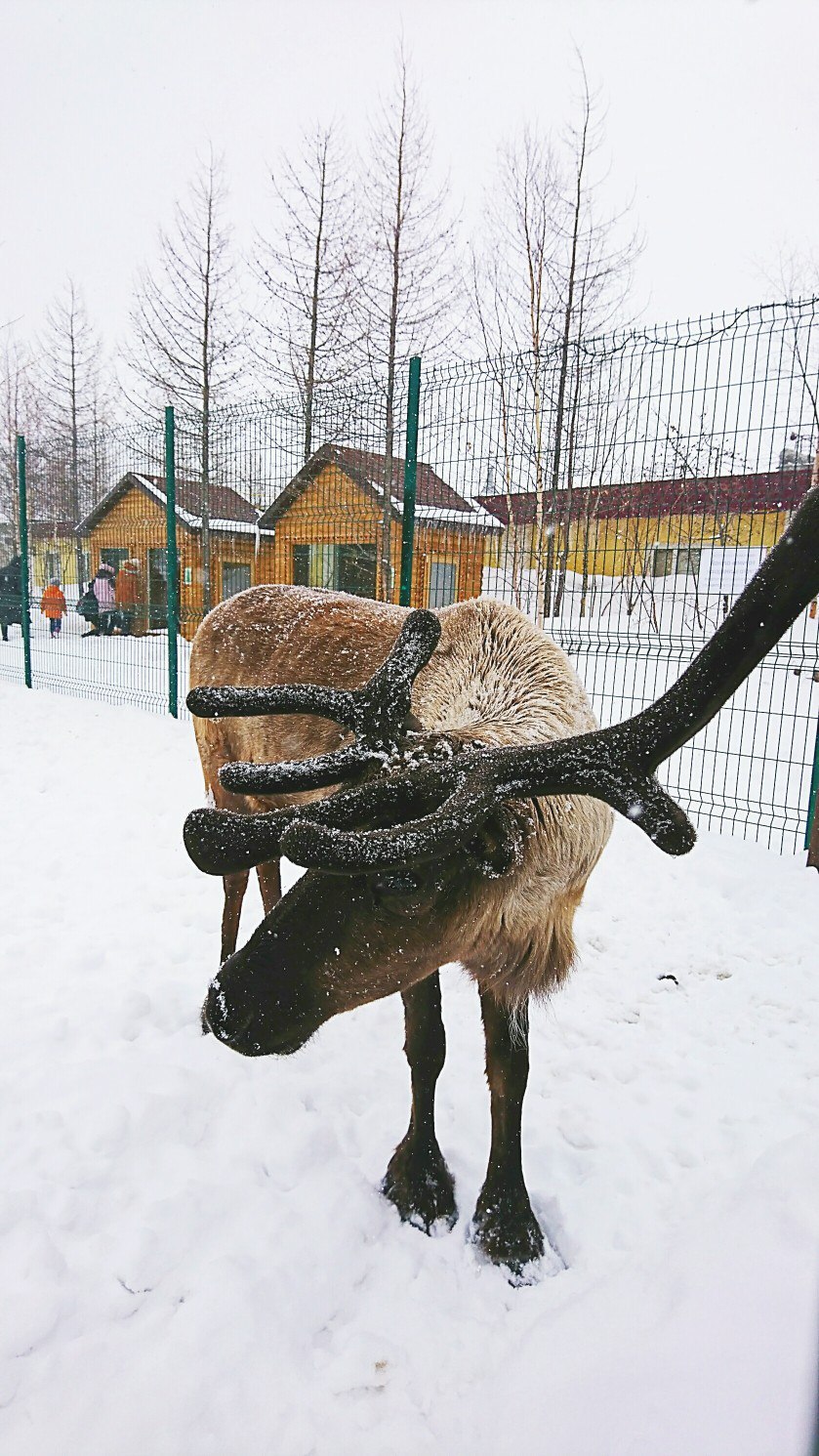 Newborn baby reindeer - My, YaNAO, New Urengoy, , Spring, May, Birth, Longpost, Fawn