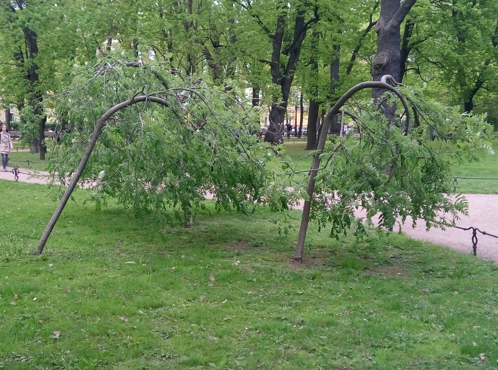 Что вы знаете о постоянном сильном ветре? - Моё, Санкт-Петербург, Ветер, Приуныл, Рябина, Удобство