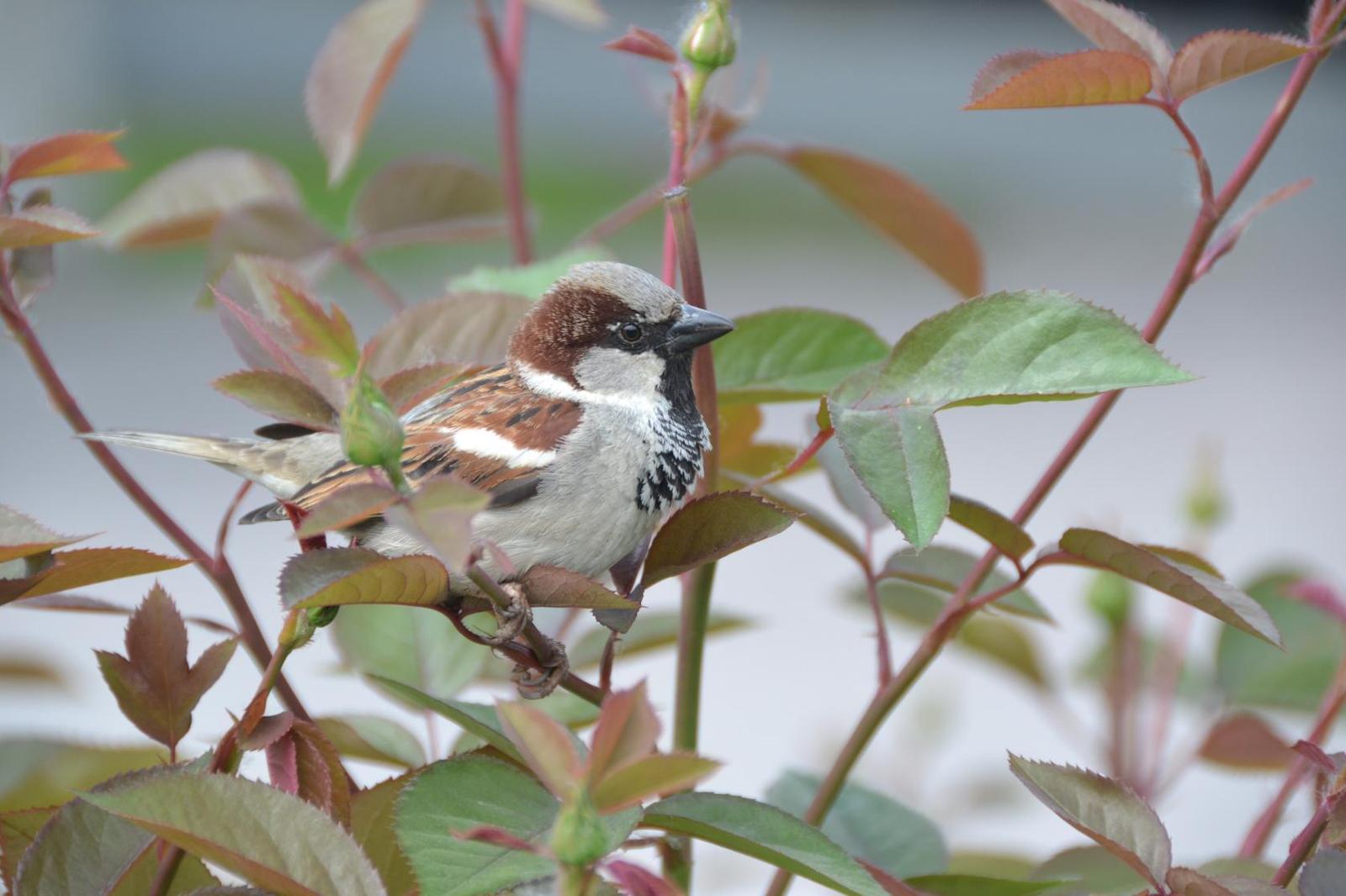 Birdie. - My, Sparrow, Milota, Spring