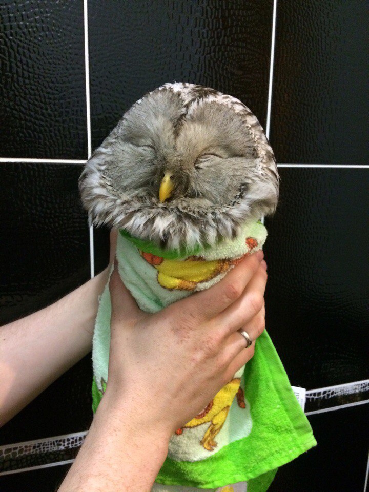 Sovushkin - Tawny owl, Birds