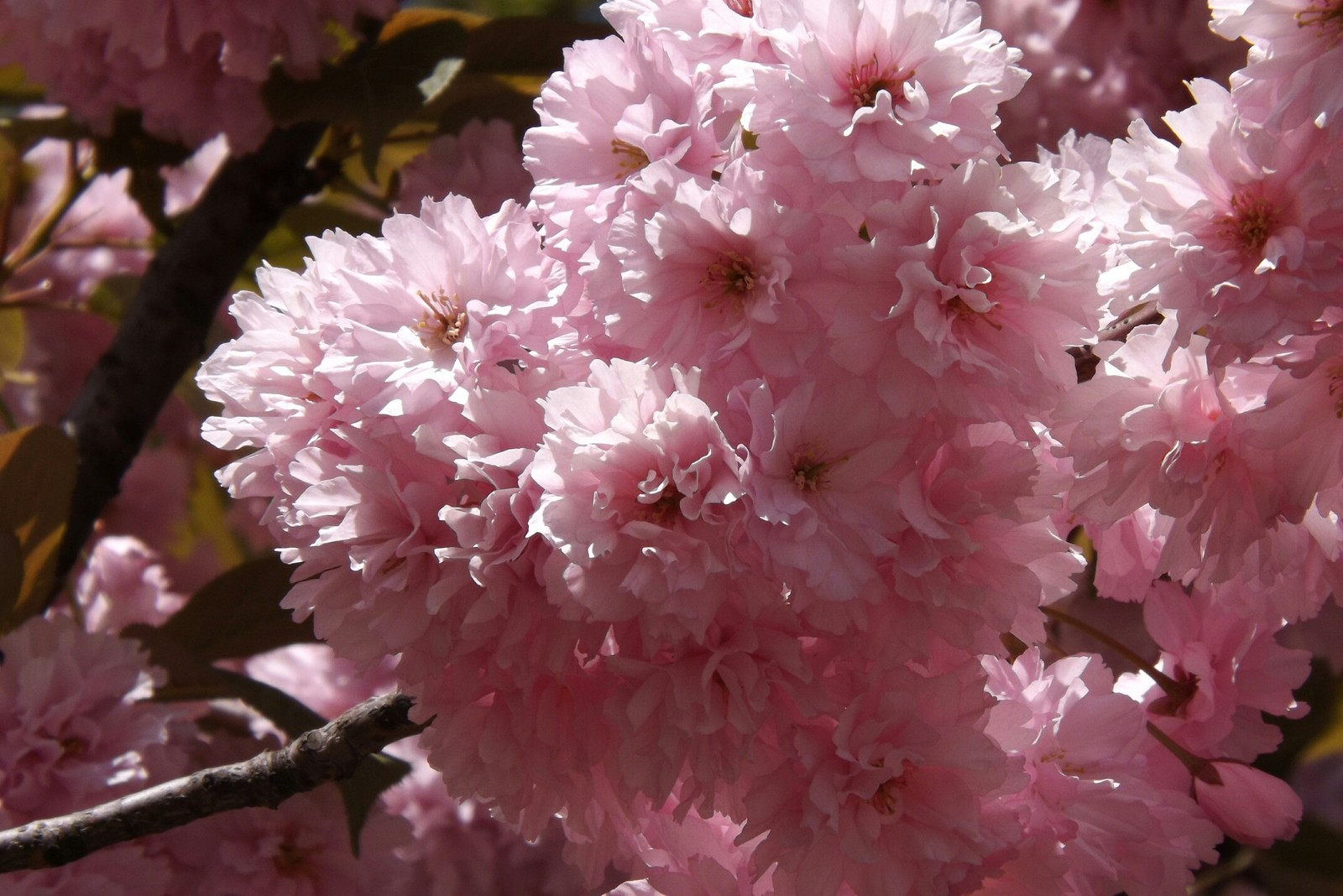 beauty - My, beauty of nature, Spring, Almond, Longpost