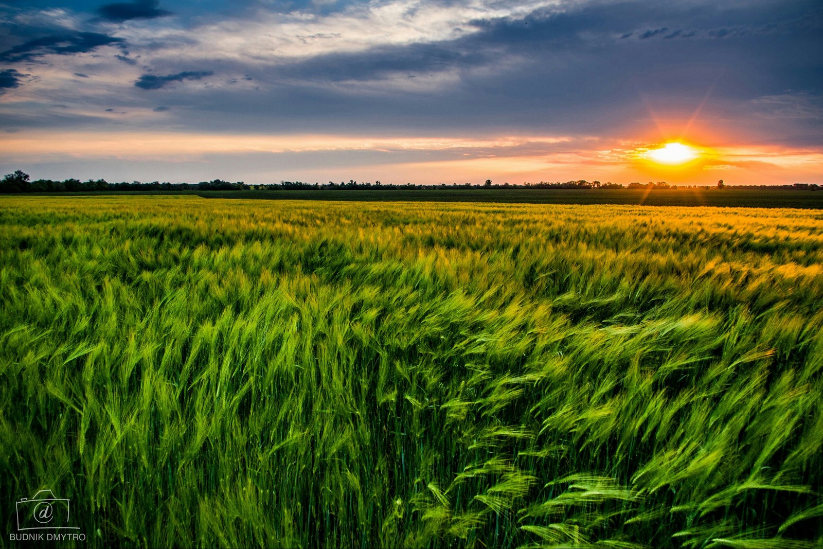 Wheat at sunset background - My, My, Sunset, Battle of sunsets, The photo, Landscape