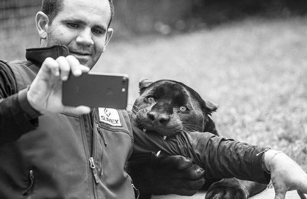 Selfie with a panther) - Selfie, Panther, Blackjaguarwhitetiger