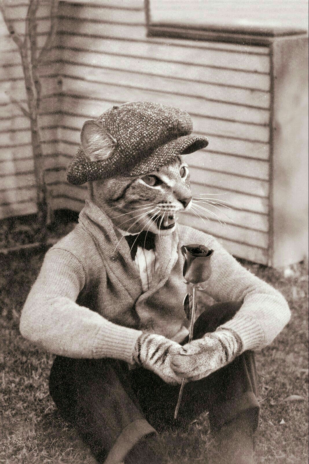 Retro cats - Cats are like people, Not photoshop, The photo, Longpost, cat