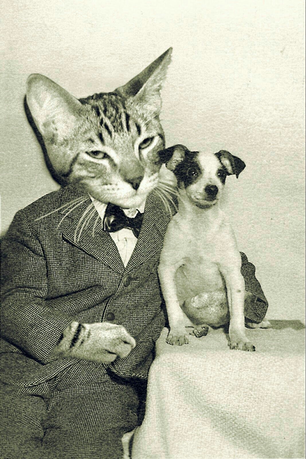 Retro cats - Cats are like people, Not photoshop, The photo, Longpost, cat