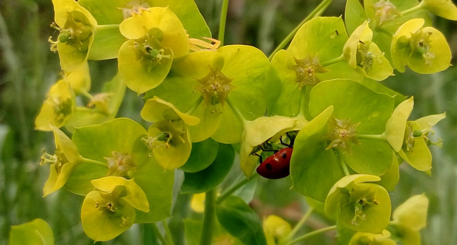 Summer rest - My, Summer, ladybug