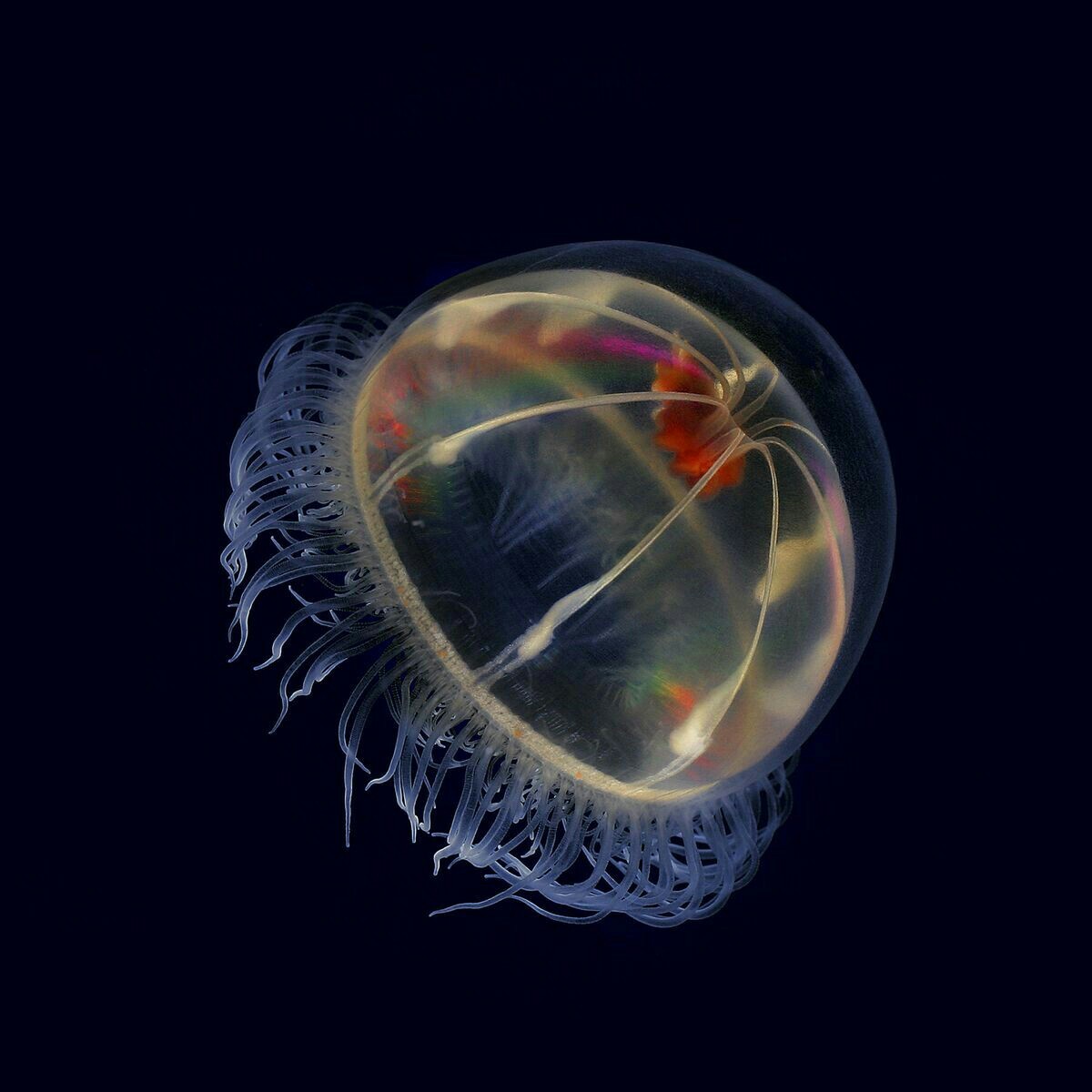 Sea world 1 - Underwater world, Jellyfish, The photo, Longpost