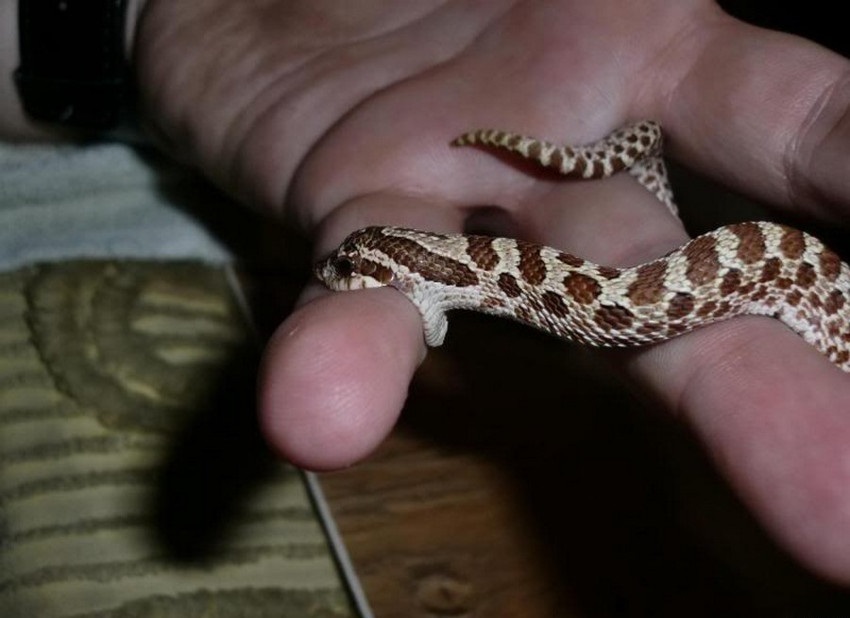 Brutal attack - The photo, Animals, Fingers, Snake, Snake